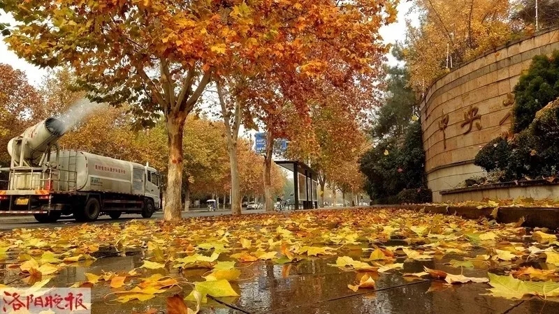 來自洛陽晚報的報道，秋風(fēng)掃落葉不能沒有它